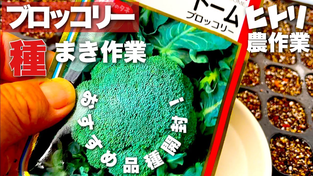 【ひとり農作業動画】ブロッコリーの種まき作業！おすすめ品種開封！【新規就農10年目】