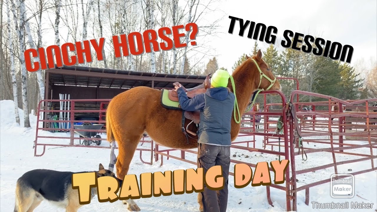 How I work with a cinchy horse/tying sessions