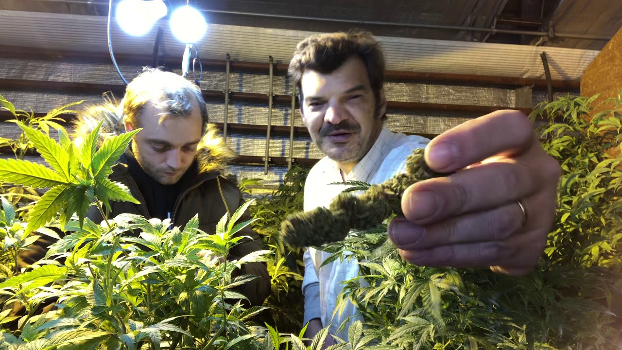 CBD Cannabis Report Schweiz 