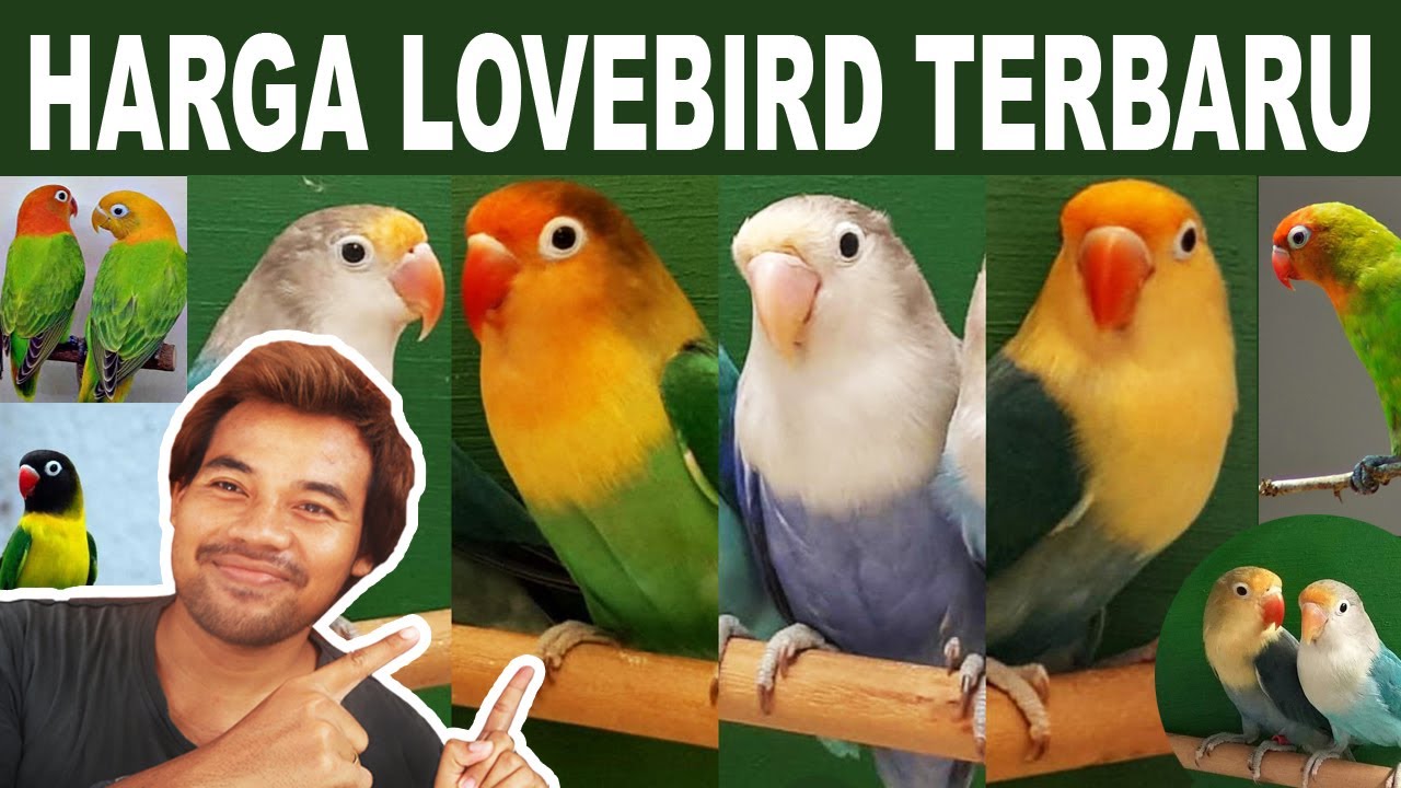 MAU BELI LOVEBIRD? LIHAT DULU SINI HARGANYA | DAFTAR HARGA LOVEBIRD TERBARU DAN TERLENGKAP