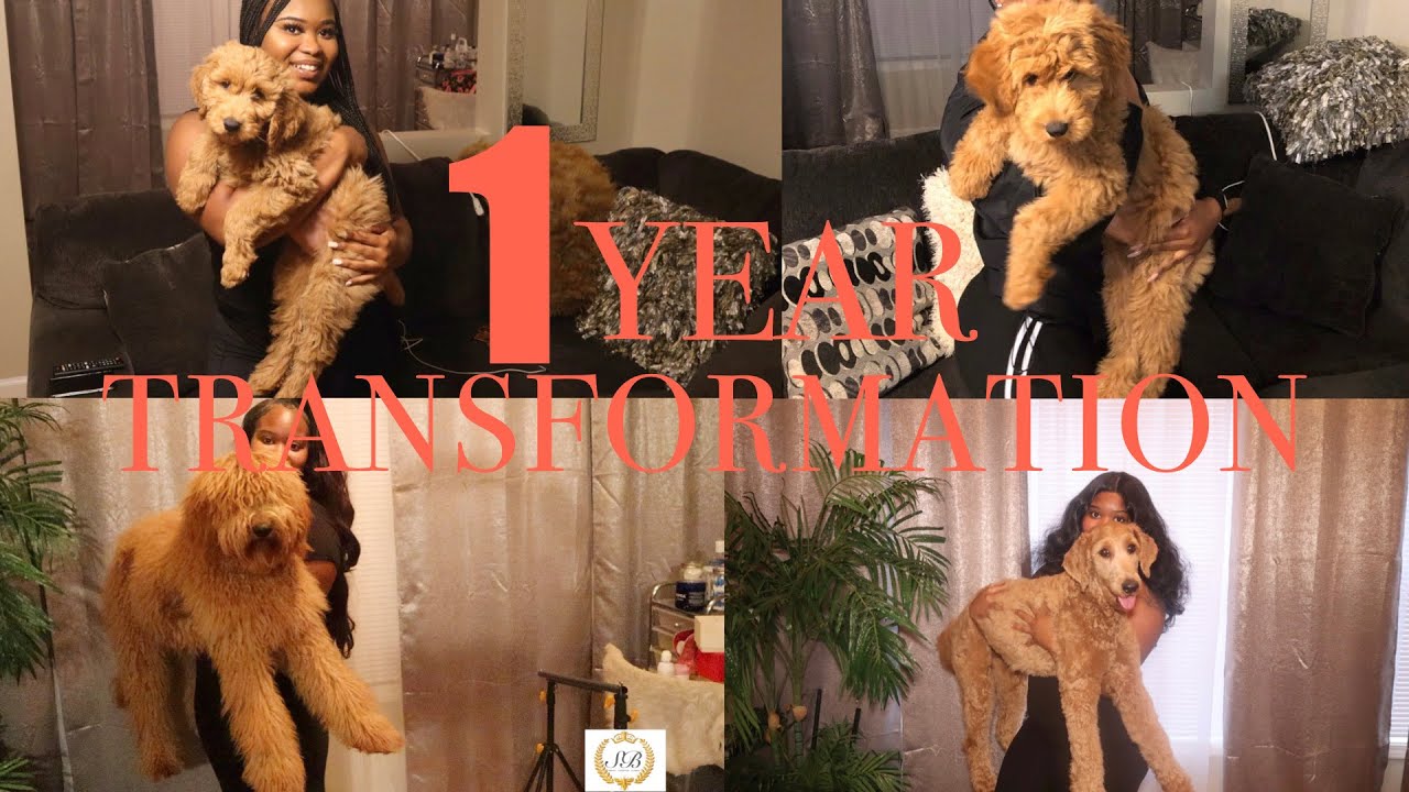 8 WEEKS TO 1 YEAR TRANSFORMATION  | F1b STANDARD GOLDENDOODLE HONEY