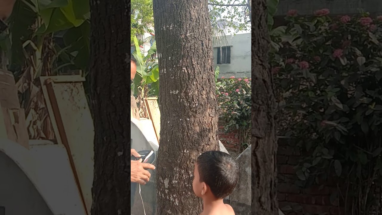 গাছের মাপ