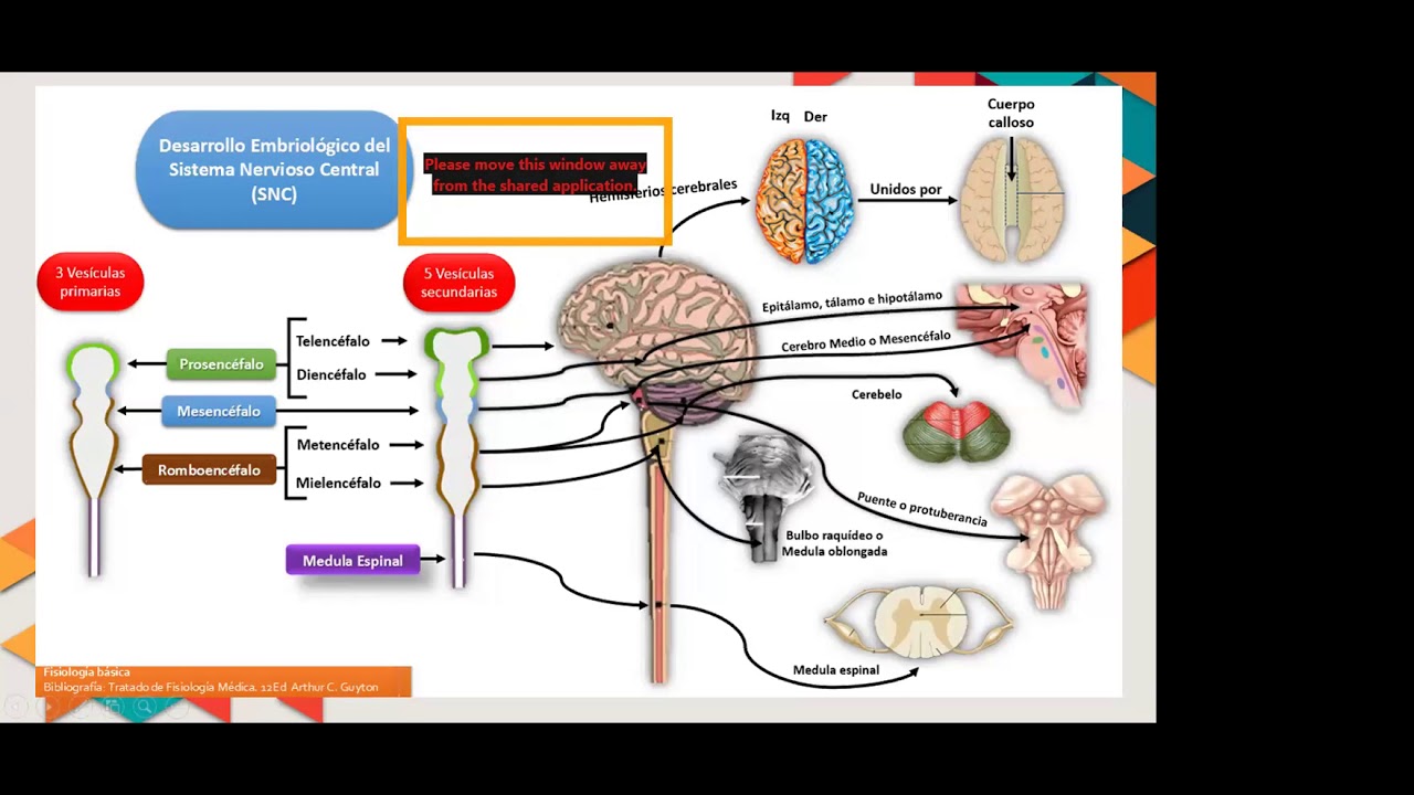 Neurodesarrollo y Funciones Ejecutivas