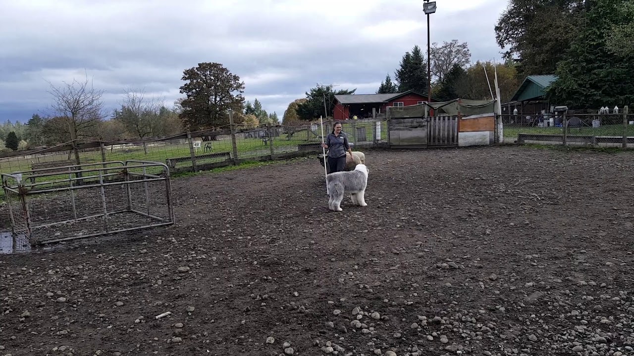 Old English Sheepdog herding sheep. 😉