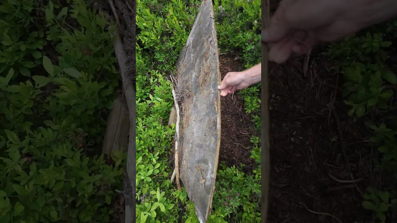 I Find SNAKES Flipping Wooden Boards!