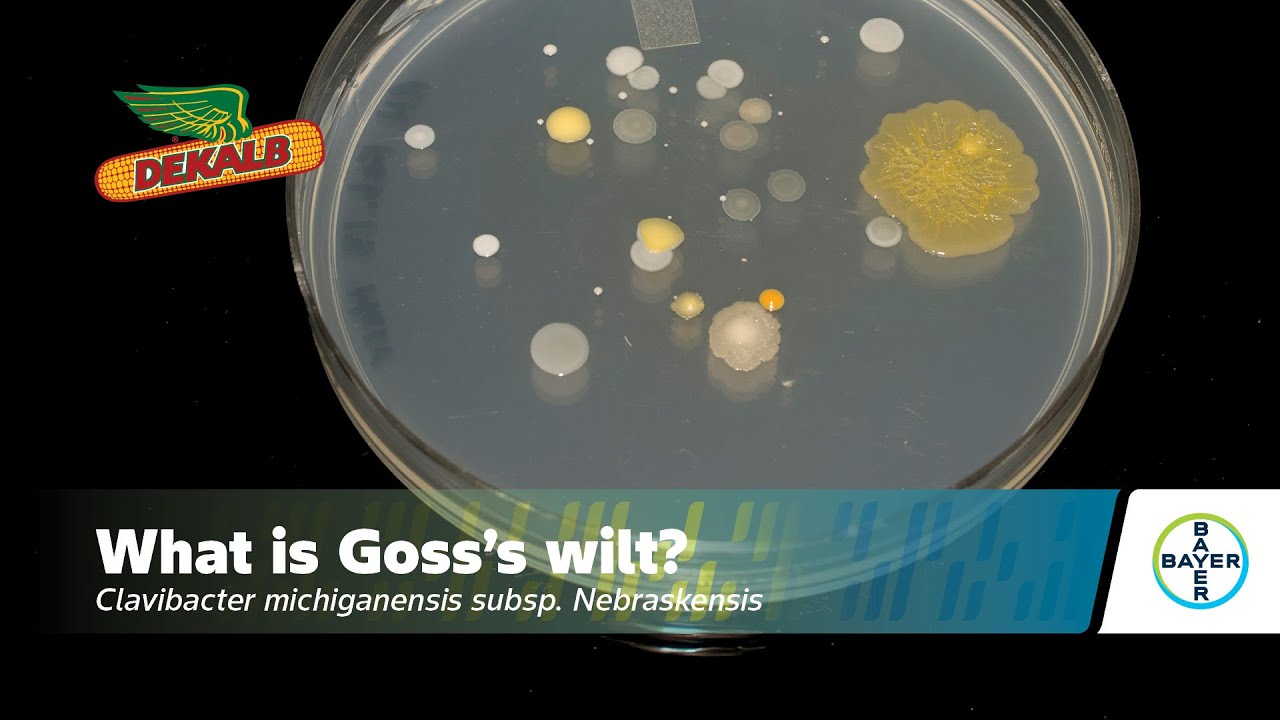 What is Goss’s wilt?
