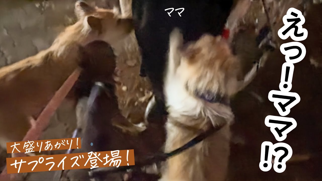 サプライズで仕事帰りのママを迎えに行ったら、大盛りあがりしました！