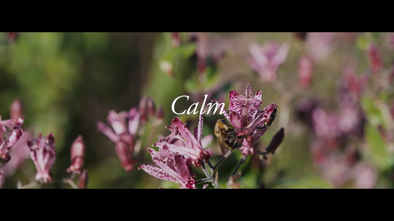 Calm   Lumix DC-S5M2X   LUMIX S 24-105mm F4 MACRO   2023 /10 /22