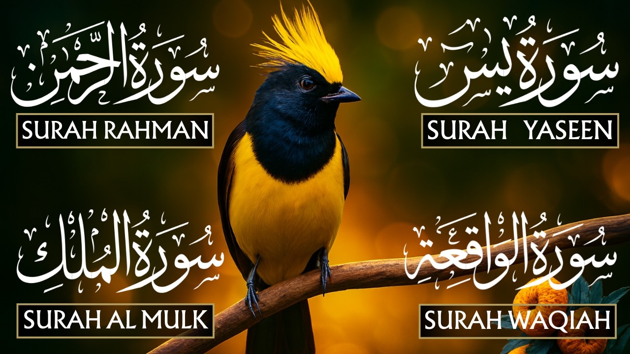 The Best Recitation Surah Yaseen (Yasin) | Surah Rahman | Surah Waqiah | Surah Mulk | Heart Of Noor