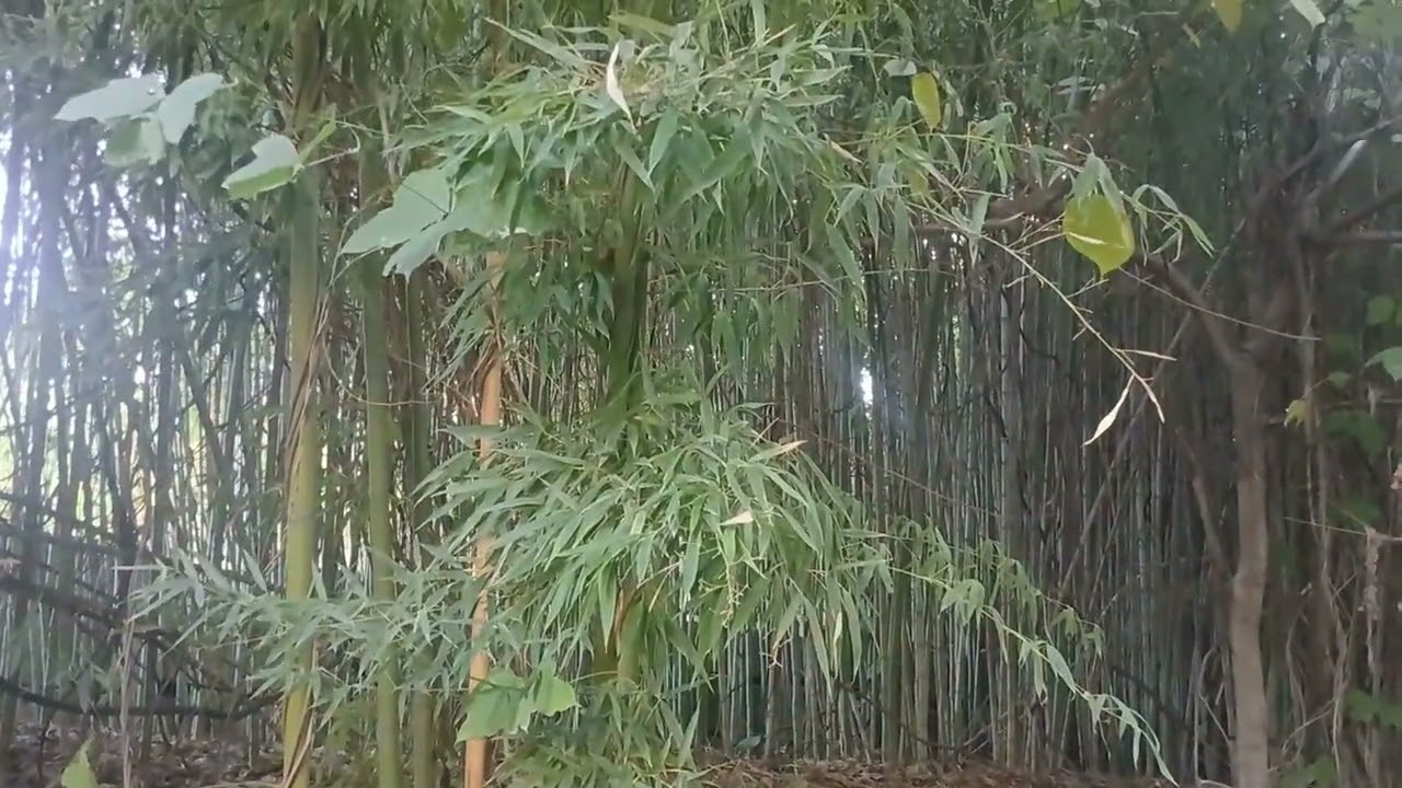 When Invasive Species Collide