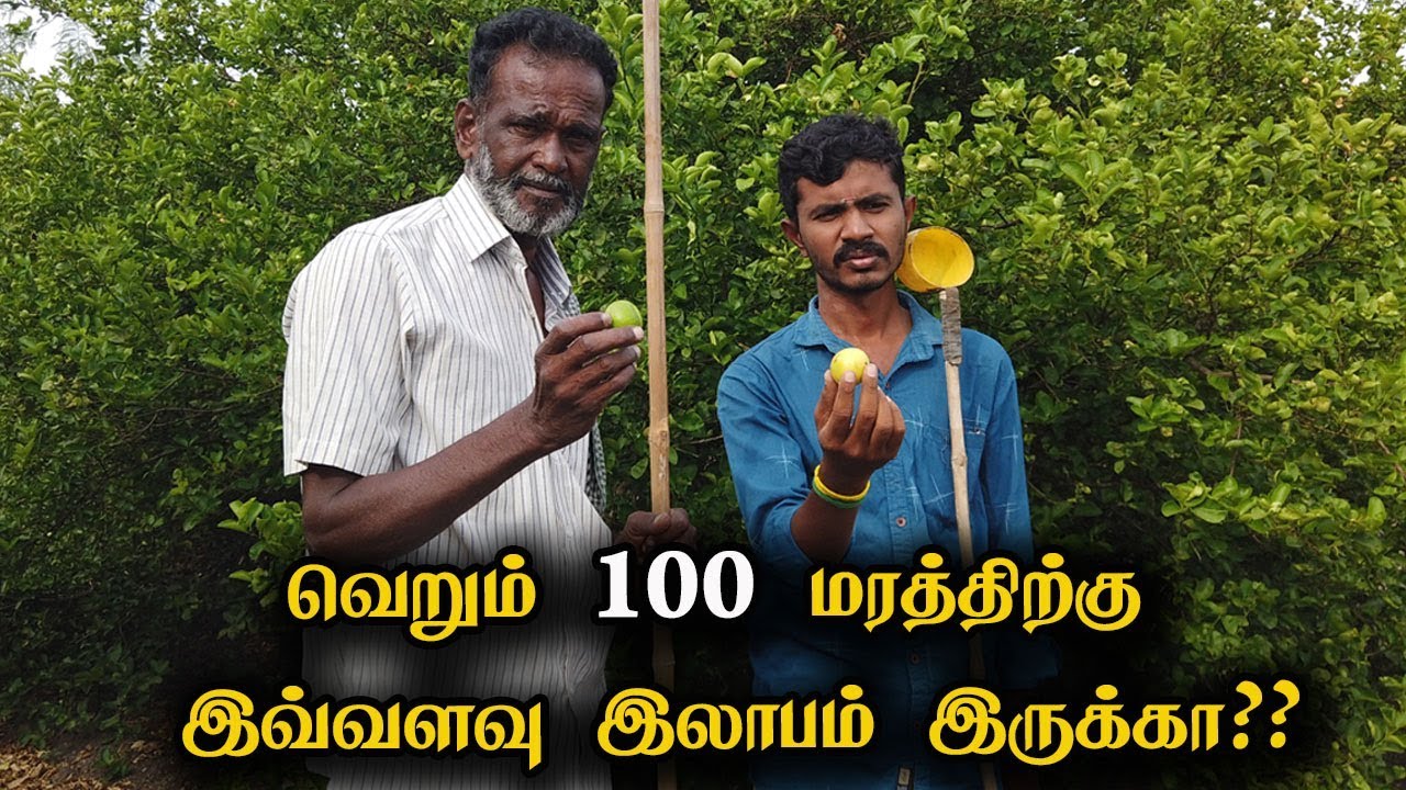 வெறும் 100 மரத்திற்கு இவ்வளவு இலாபம் இருக்கா?? ! More Profitable Lemon Tree I Pattikattu Payapulla
