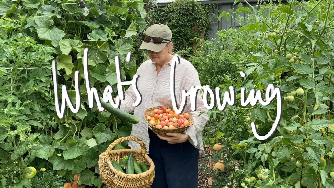 WHAT'S GROWING | What I'm GROWING & SOWING in my SMALL BACKYARD VEGETABLE GARDEN VICTORIA AUSTRALIA