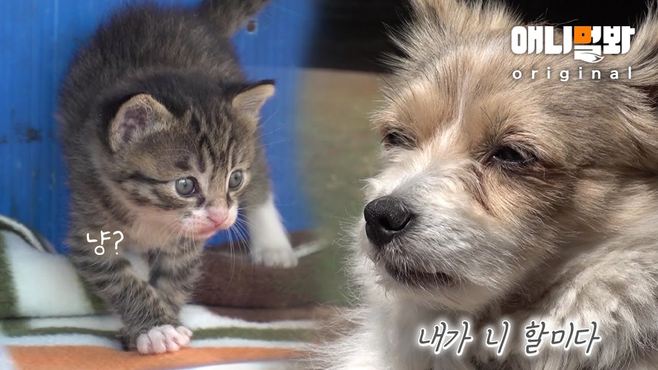 Как поживают котята, выросшие на собачьем грудном молоке?