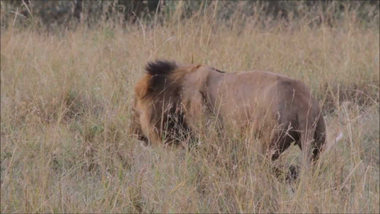 African Lions Mate at Maasai Mara Game Reserve, Kenya