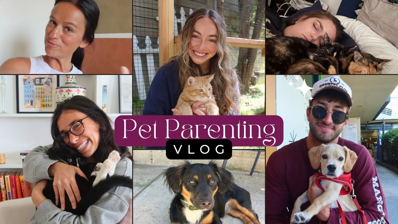 Pets of West Hollywood (and beyond)