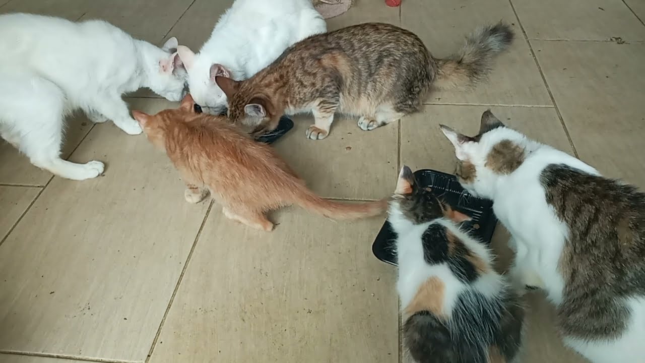 Cats & kittens are 856 & 765 & 691 & 608 & 507 & 490 & 442 & 366 & 251 & 213 & 113 &273 &207 &105&71
