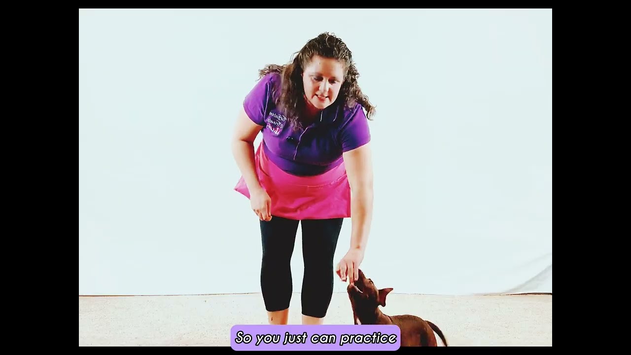 Puppy and Dog Leash Training, Start to Finish Step-by-Step
