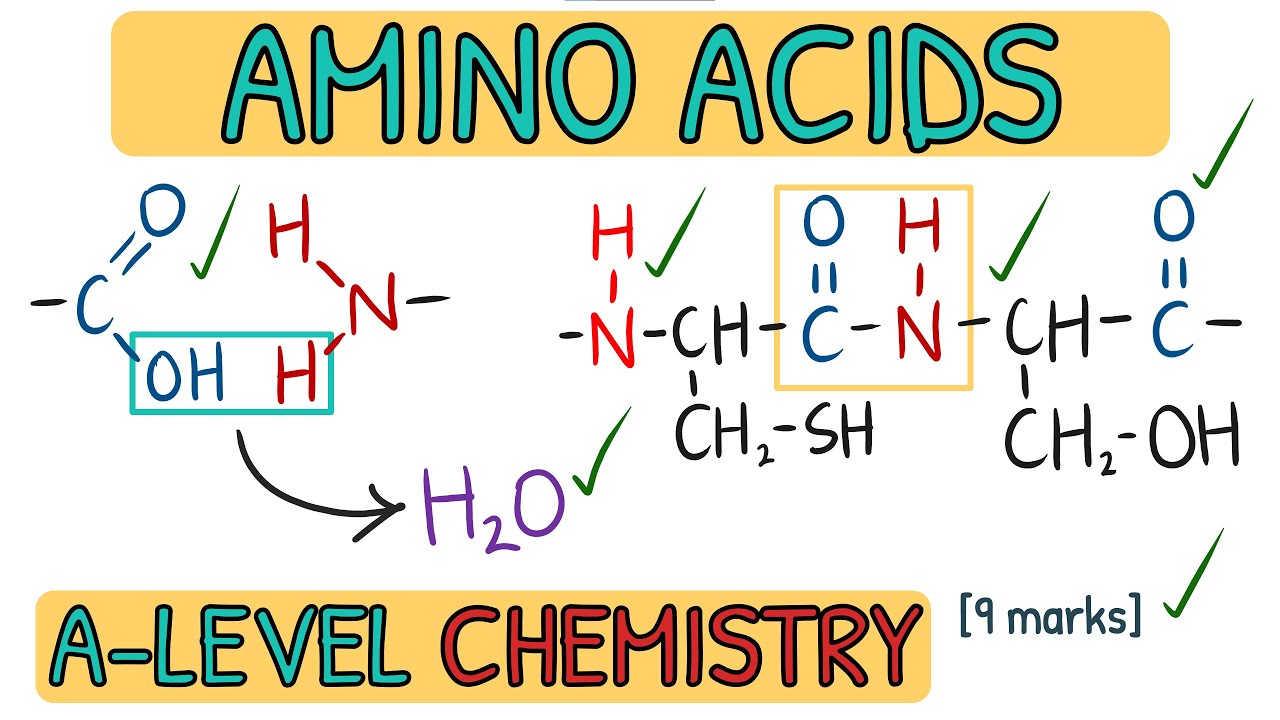 Amino Acids and Proteins - Exam Question Walkthrough｜AQA A Level Chemistry