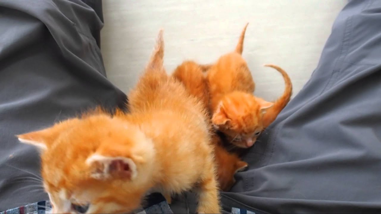 捨て猫七兄弟 -８ 一番大きいお姉ちゃんがもらわれていきました pretty kitten