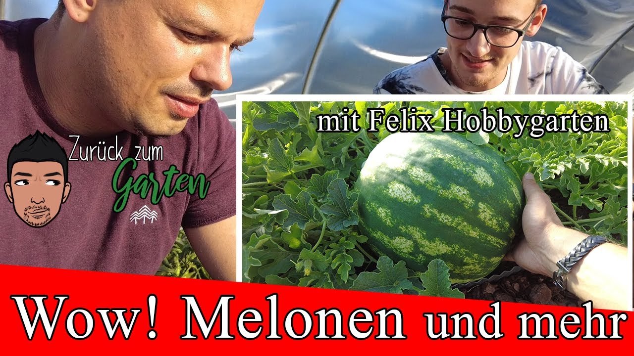 Von Melonen bis Hirse , Felix Hobbygarten &ouml;ffnet seine T&uuml;ren im 3000qm&sup2; Gem&uuml;segarten