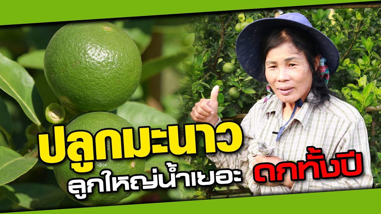 ปลูกมะนาวพร้อมสูตรออกลูกนอกฤดูทำเงินล้านทุกปี | เกษตรรวย