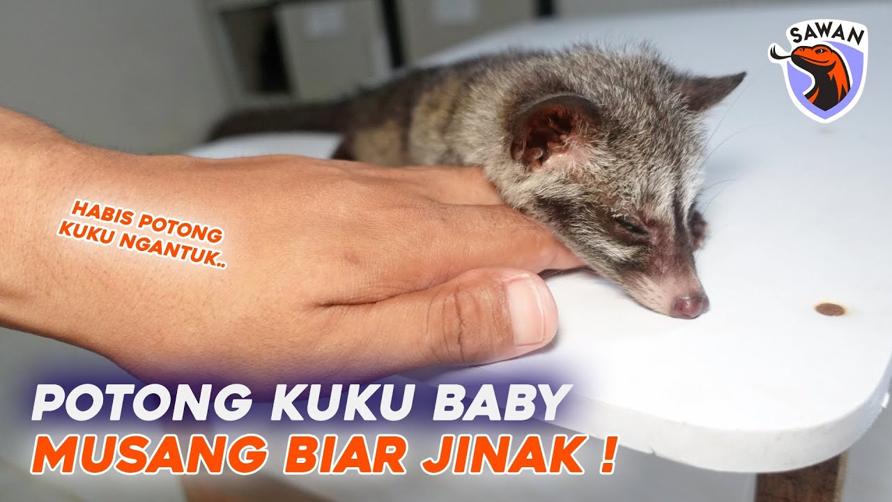 POTONG KUKU BABY MUSANG 