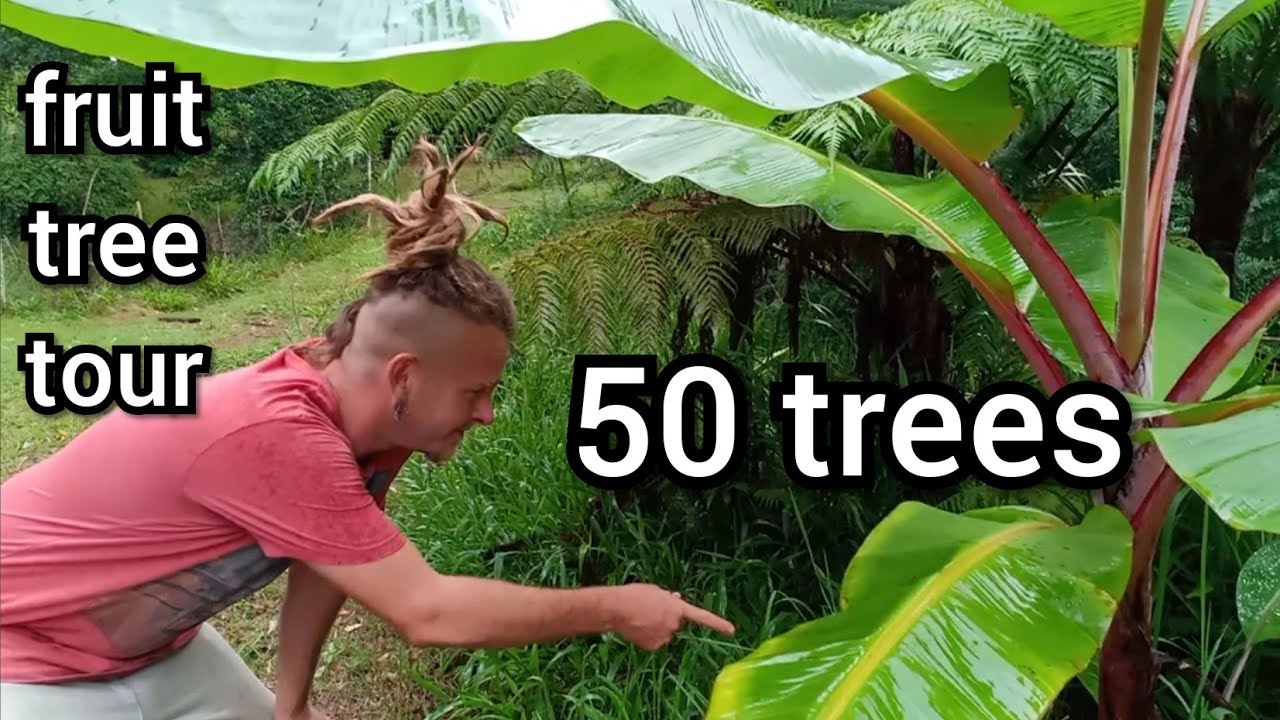 50 best Subtropical fruit trees, permaculture fruit forest