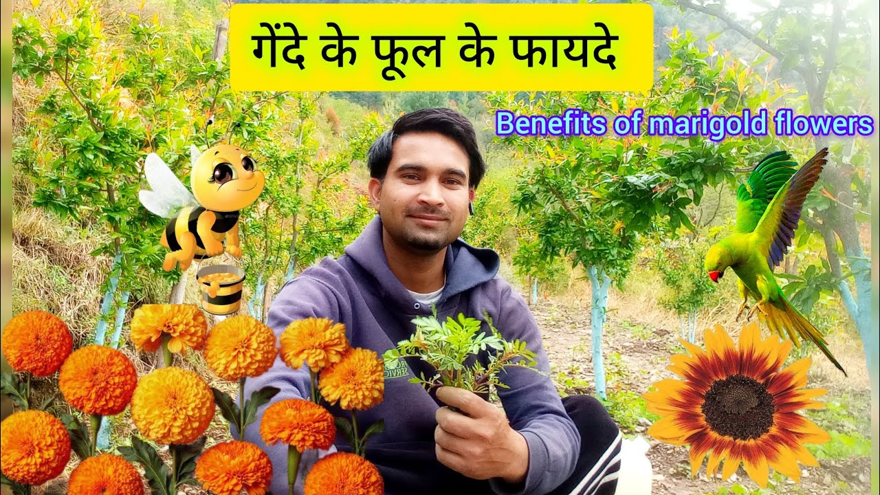 गेंदे के फूल के फायदे | benefits of marigold flowers  | Sunil Kaushal 