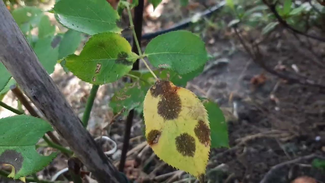 1 Rimedio naturale FUNGICIDA per le Rose: TICCHIOLATURA
