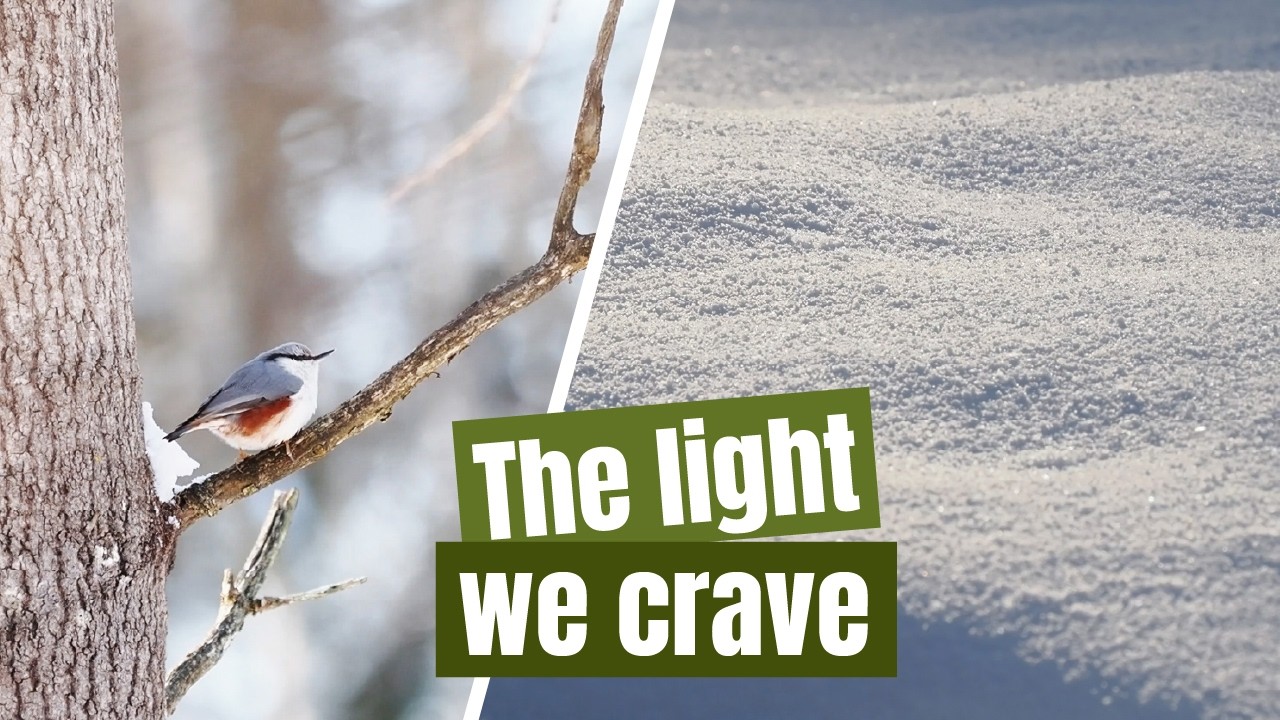 Chasing the February sun –  a slow day of birding in the northern woods
