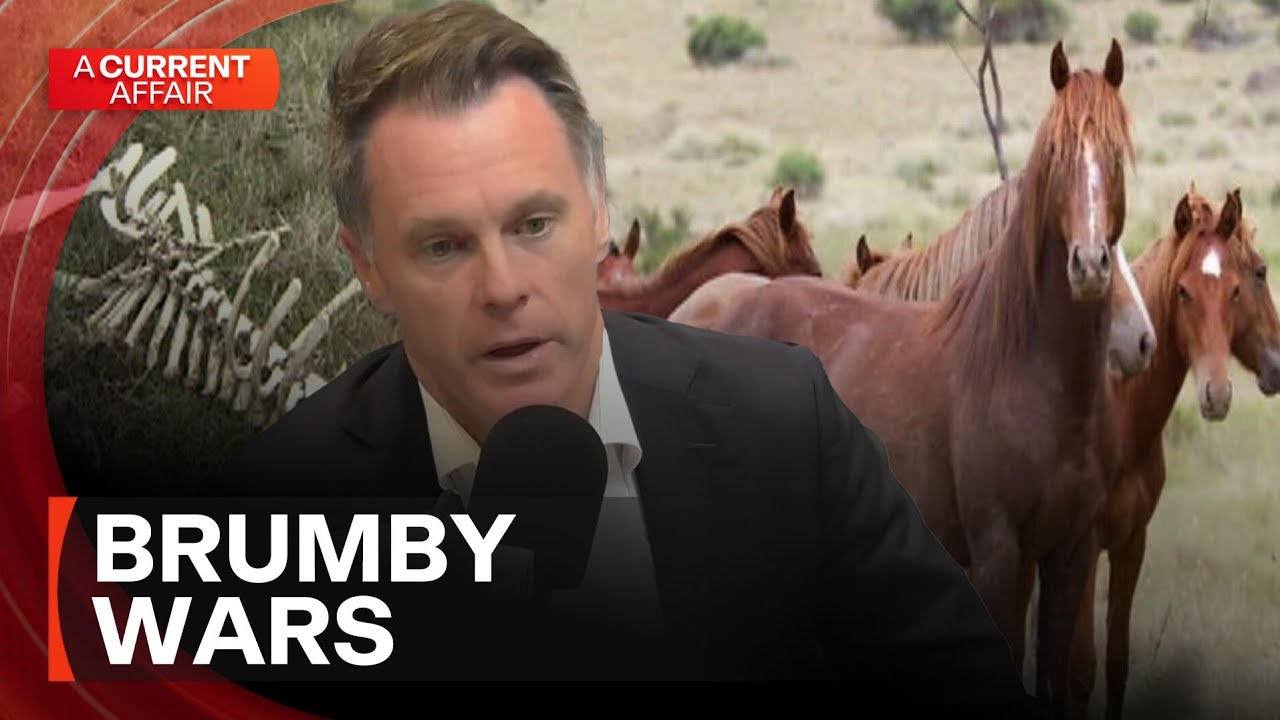 Should wild horses be culled to protect national parks? | A Current Affair