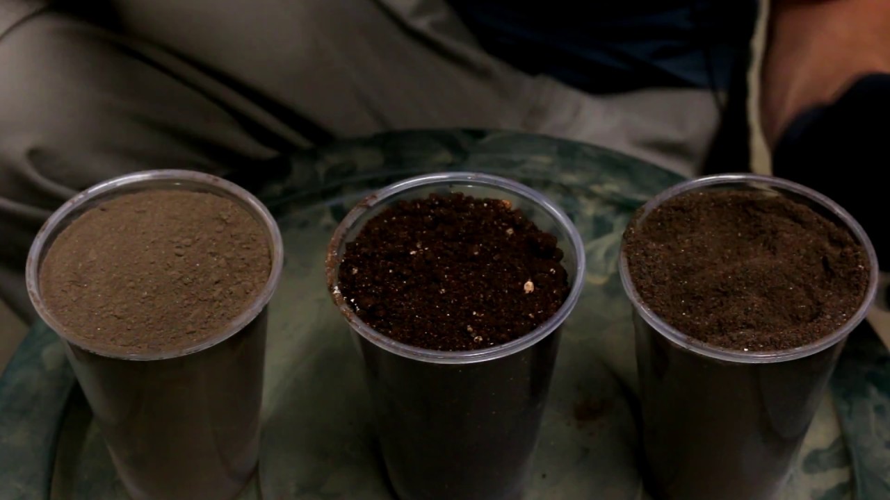 Bat Guano For Cannabis Plants