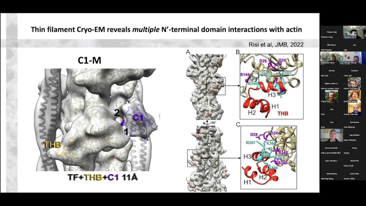 Minding the Gap:  Myosin Binding Protein C steps over the Interfilament Space