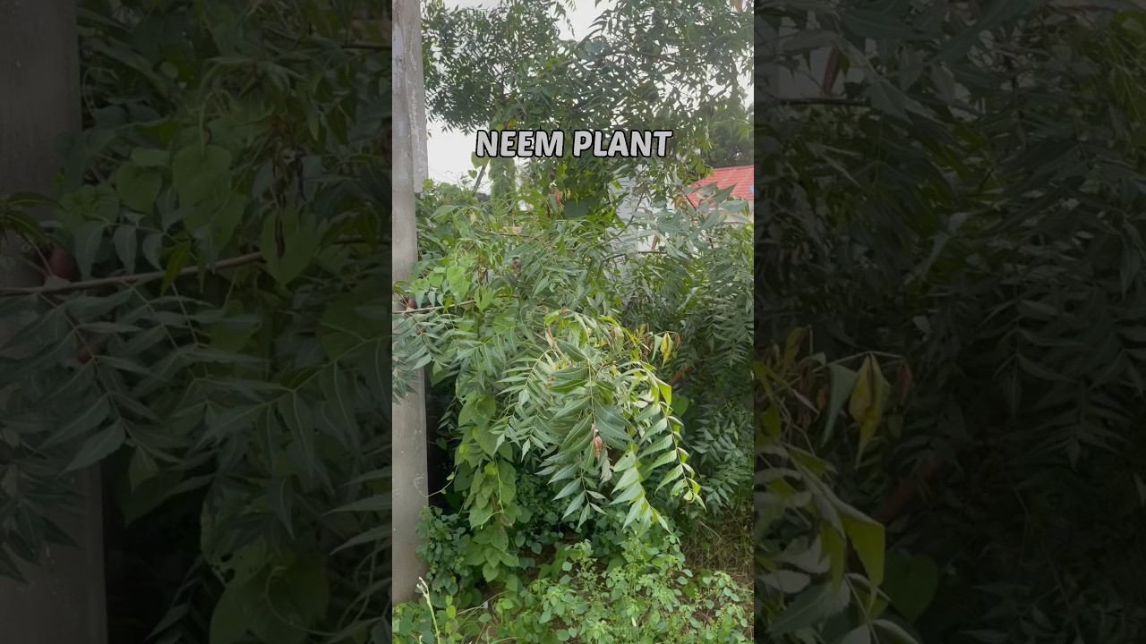 How to make organic neem pesticide to spray on your plants #organicpestcontrol