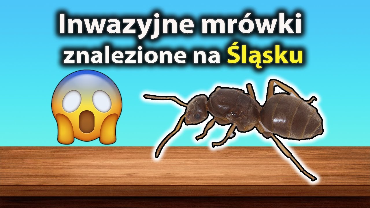 Lasius neglectus podbijają Śląsk