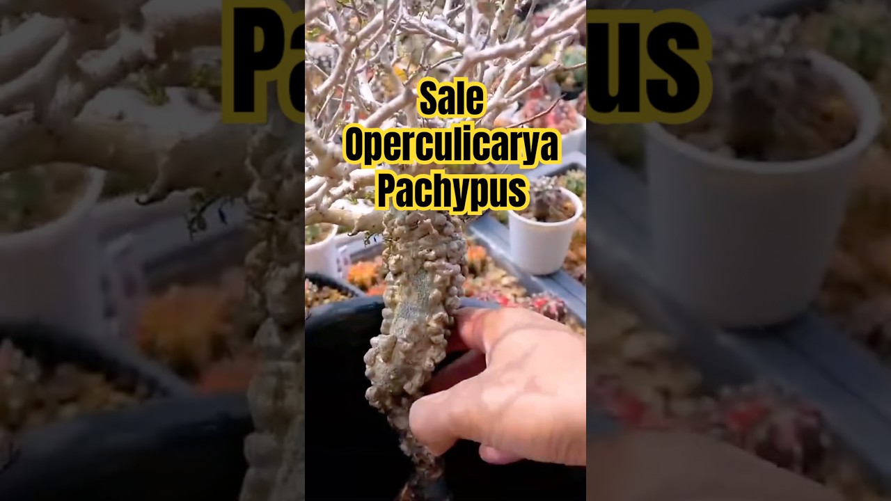 Sale Jumbo Operculicarya Pachypus 🔥🔥🔥 #operculicarya #operculicaryapachypus #sukulen #kaktus