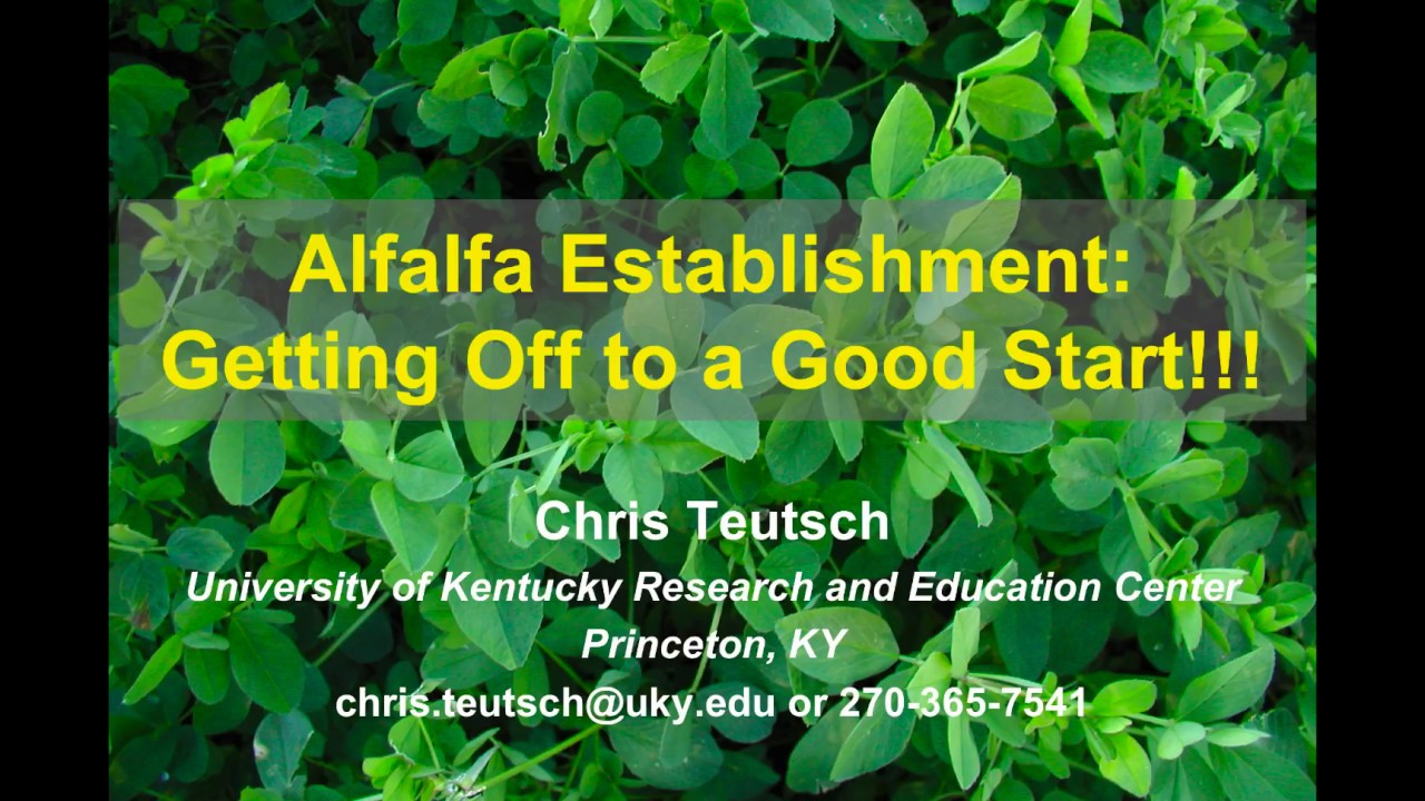 Alfalfa Establishment