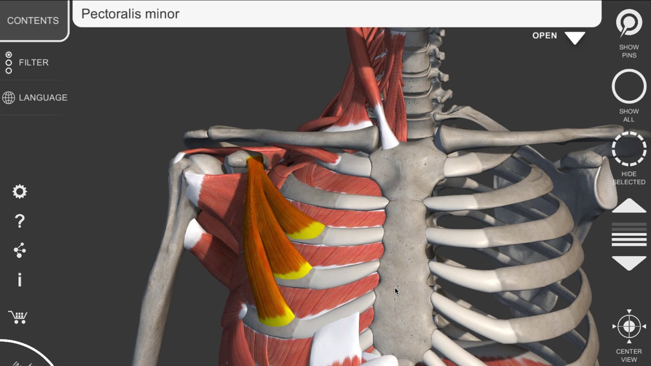 Pectoralis minor - kleine borstspier