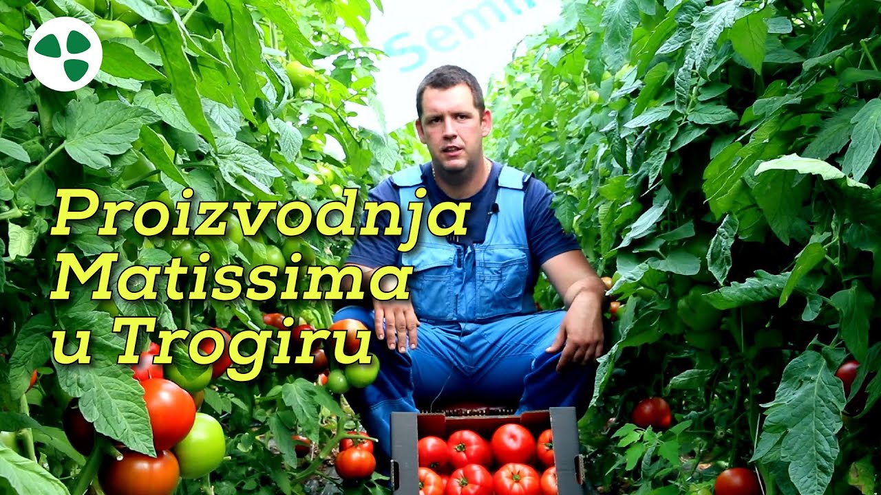 Proizvodnja Matissima u Trogiru