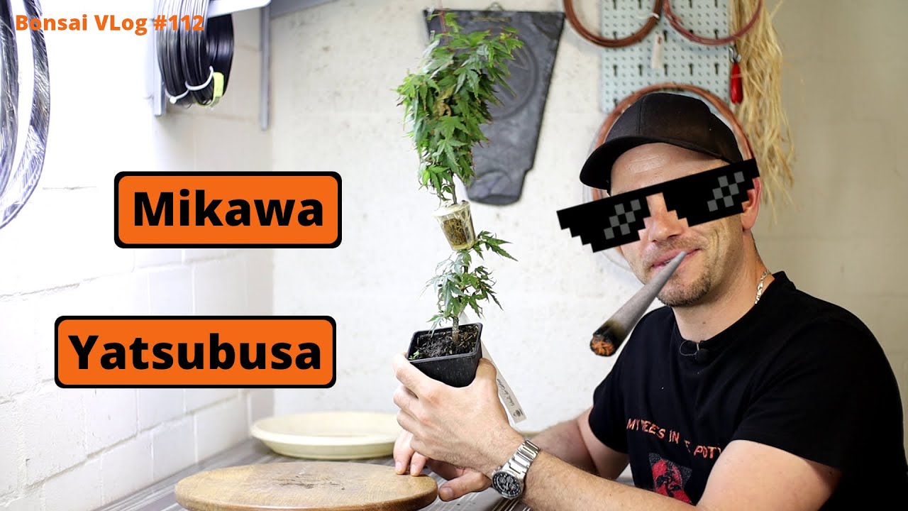 Ein erster Schritt in Richtung Bonsai - Acer palmatum Mikawa Yatsubusa [Abmoosen] | Bonsai VLog #112