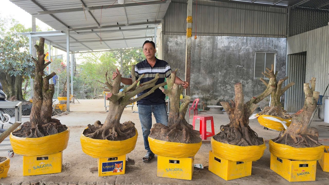 PHÔI MAI VÀNG 6/O2/2O26  (#O866429214 HÙNG) MAI TỨ QUÝ -  @bonsai Can Tho
