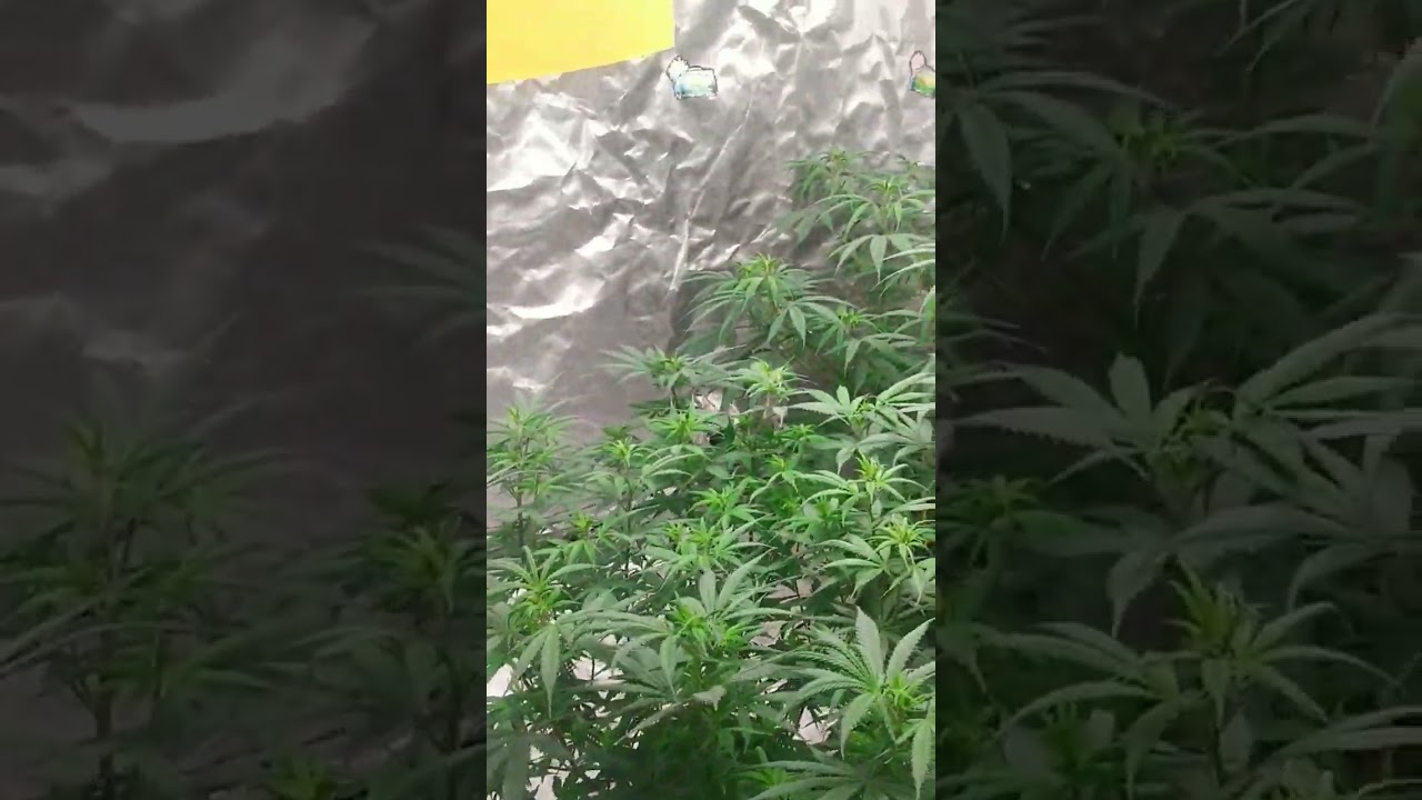 CLOSET GROW #3 INTO FLOWER #indica #sativa #hybrid