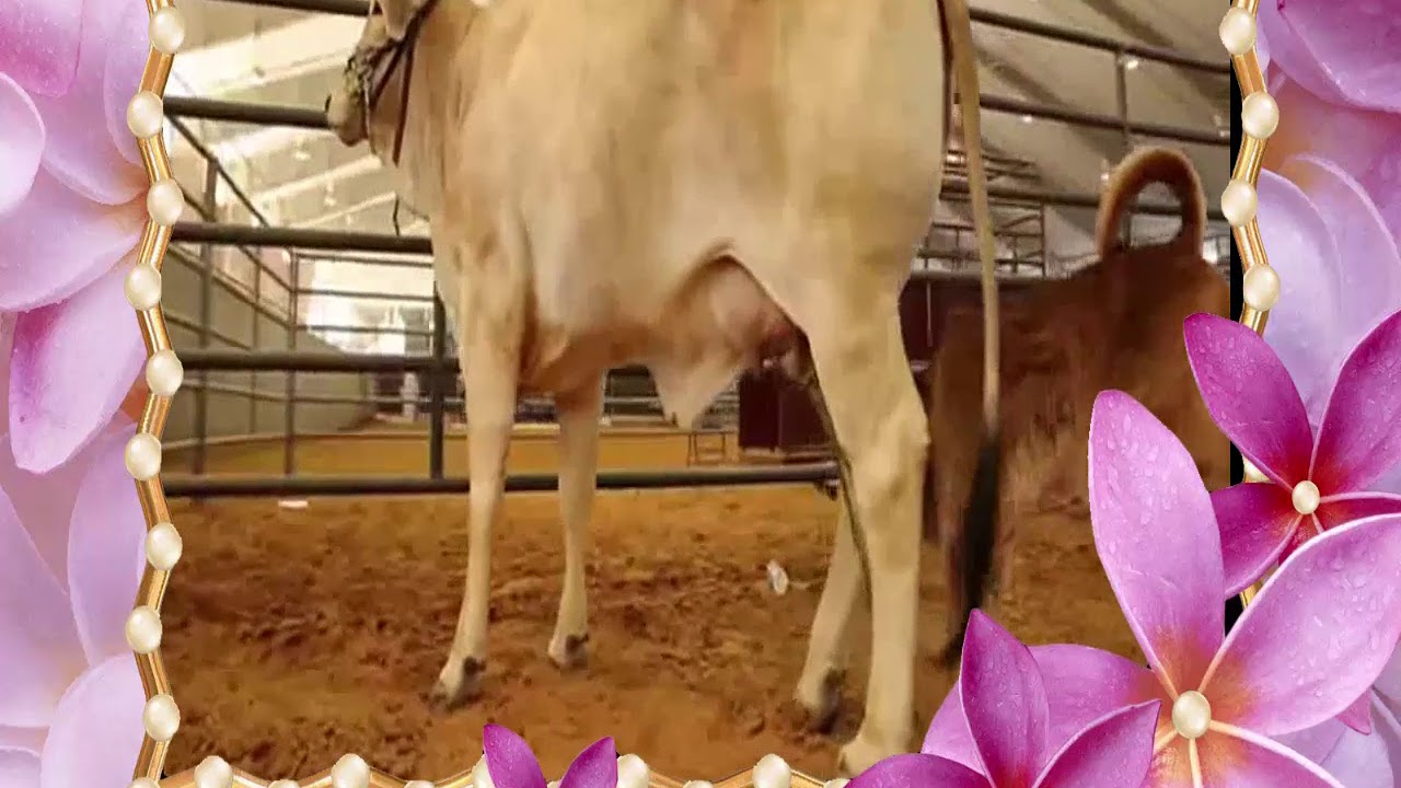 no 013  ALL RANCH TV   YouTube mpeg4