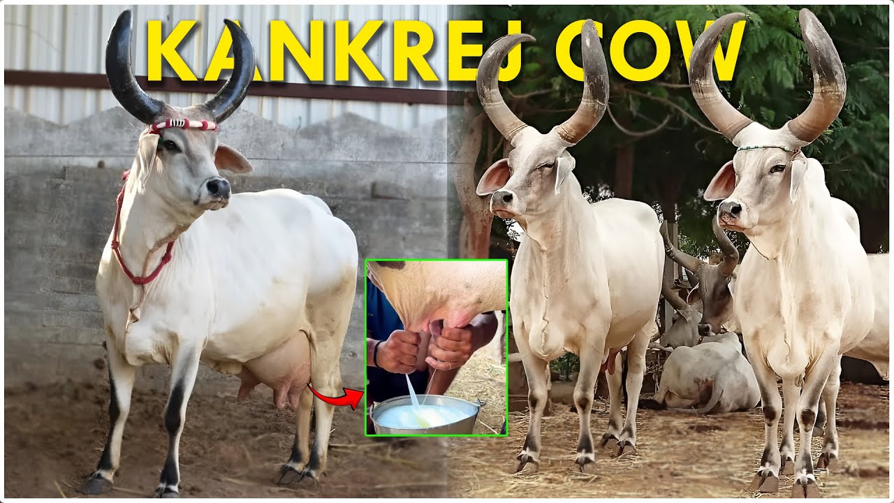 The Mighty KANKREJ Cow Breed - Milk, Strength & Survival Secrets