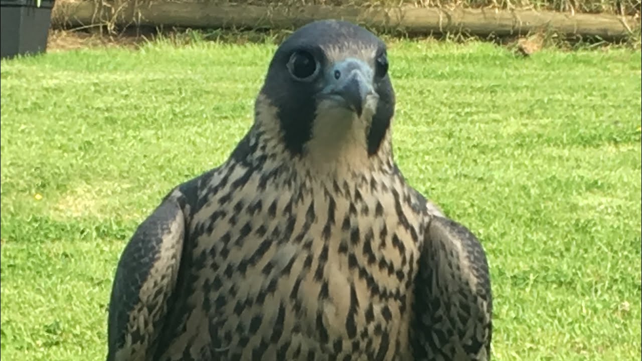 ‘Nero ‘ 2019 Imprint Pure Peregrine Tiercel - Gamehawk Training slides