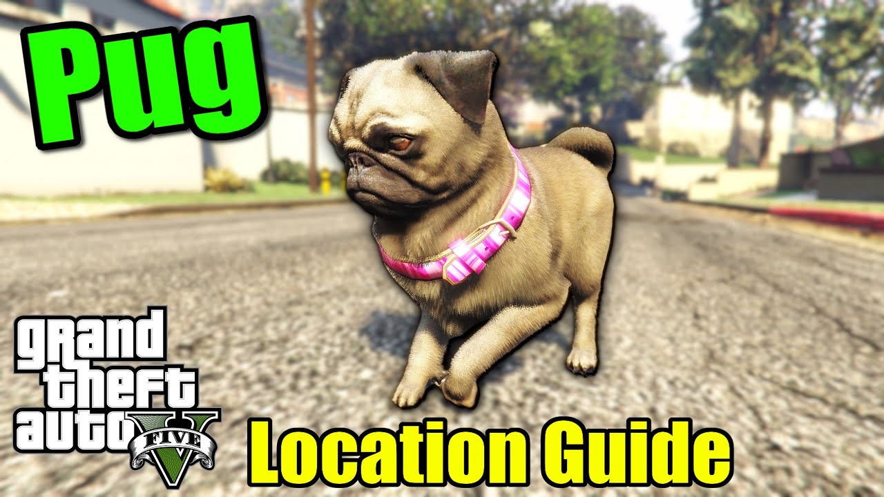 Where & How to Find Pugs in GTA 5