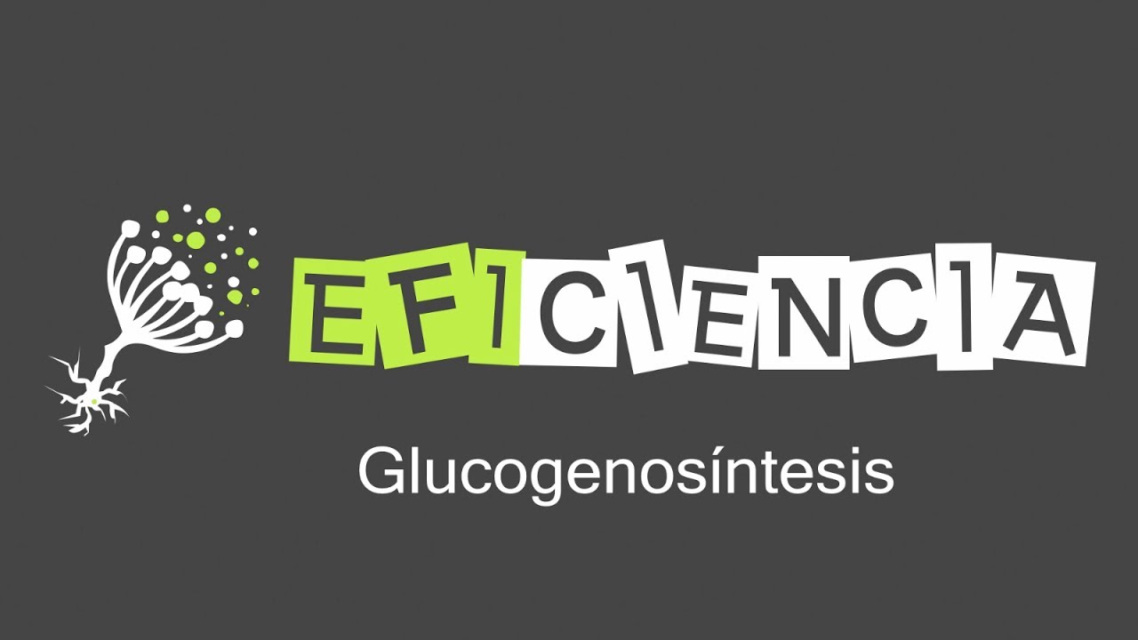 GLUCOGENOSÍNTESIS. Glucógeno Sintasa, Enzima Ramificante, Glucogenina