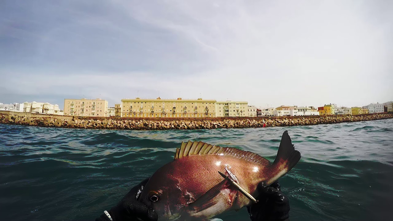 PESCA SUBMARINA - SPEARFISHING - REYSUB TOUCHING THE SOUL OF THE SEA - 2020