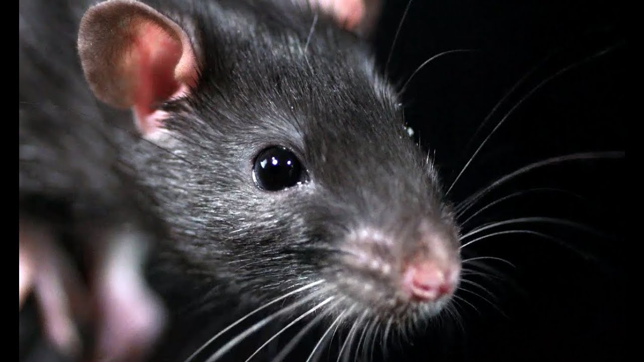 Wie sieht eine Ratte die Welt?