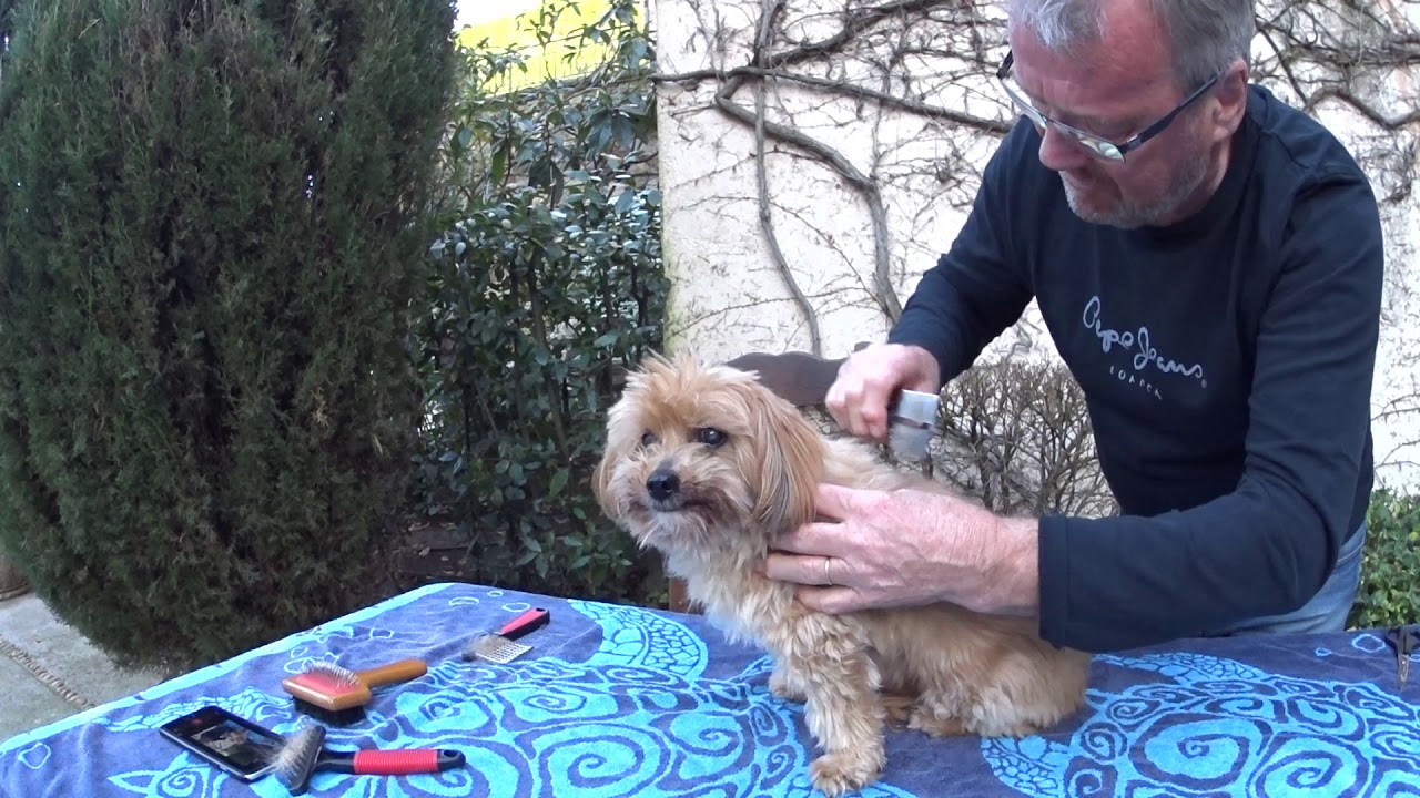 How to brush your Lhasa Apso